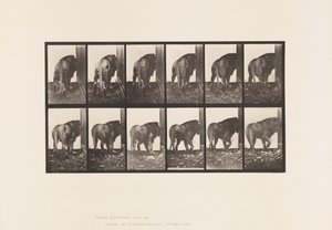 Talíř 724. Lev; Chůze, otáčení se od Eadweard Muybridge