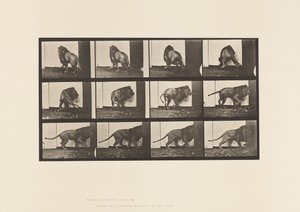 Talíř 725. Lev; Chůze, otáčení se od Eadweard Muybridge