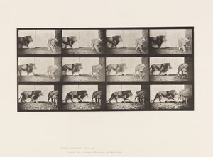 Talíř 726. Lev a lvice; Chůze od Eadweard Muybridge