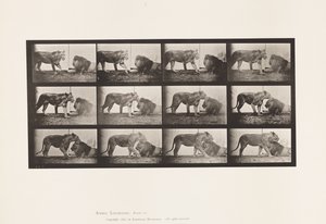 Talíř 727. Lvice; Chůze; Lev; Vleže od Eadweard Muybridge