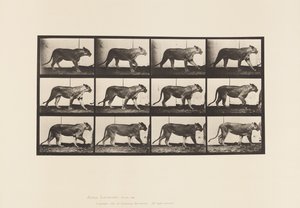 Talíř 728. Lvice; Chůze; Lev; Vleže od Eadweard Muybridge