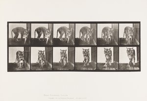 Talíř 730. Tygřice; Chůze; Otáčet se od Eadweard Muybridge