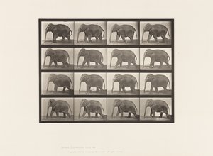 Talíř 732. Slon; Chůze od Eadweard Muybridge