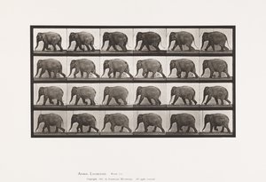 Talíř 733. Slon; Chůze od Eadweard Muybridge