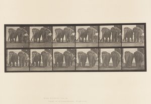 Talíř 734. Sloni; Dva, Chůze od Eadweard Muybridge