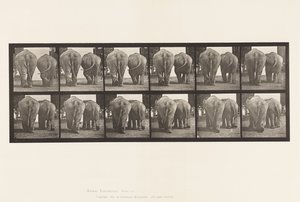 Talíř 735. Sloni; Dva, Chůze od Eadweard Muybridge