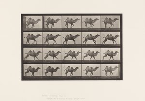Talíř 740. Velbloud dvouhrbý; (Mladý), Cval od Eadweard Muybridge