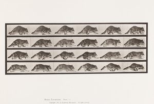 Talíř 744. Mýval; Chůze; Změnit na cval od Eadweard Muybridge
