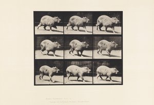 Talíř 746. Kapybara; Chůze od Eadweard Muybridge