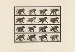 Talíř 747. Pavián; Chůze na všech čtyřech od Eadweard Muybridge