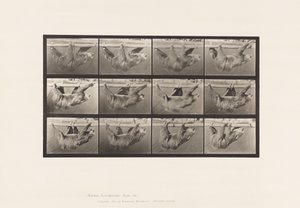 Talíř 750. Lenost; Chůze, zavěšená na vodorovné tyči od Eadweard Muybridge