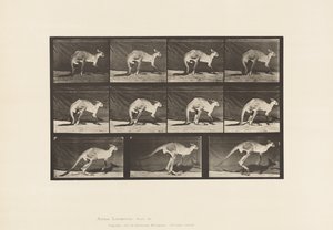 Talíř 751. Klokan; Chůze po čtyřech; Změňte na Skákání od Eadweard Muybridge