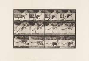 Talíř 752. Klokan; Skákání od Eadweard Muybridge