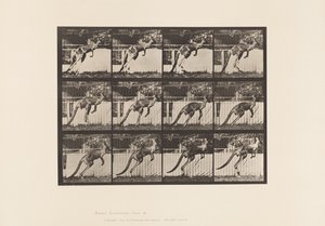 Talíř 753. Klokan; Skákání od Eadweard Muybridge