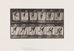Talíř 754. Klokan; Skákání od Eadweard Muybridge