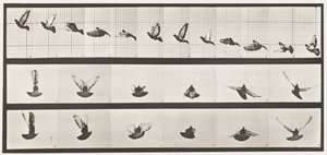 Talíř 755. Holub; Letící od Eadweard Muybridge