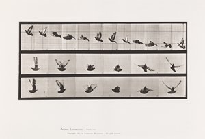 Talíř 755. Holub; Letící od Eadweard Muybridge