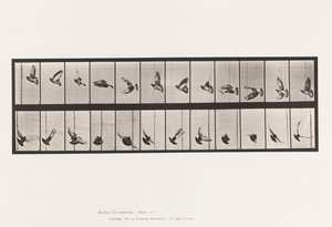 Talíř 756. Holub; Letící od Eadweard Muybridge