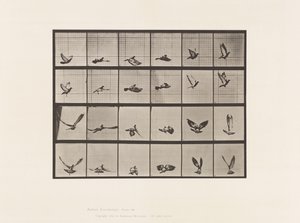 Talíř 757. Holub; Letící od Eadweard Muybridge