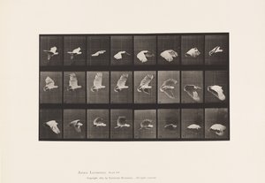 Talíř 758. Kakadu; Letící od Eadweard Muybridge