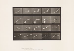 Talíř 760. Kakadu; Letící od Eadweard Muybridge