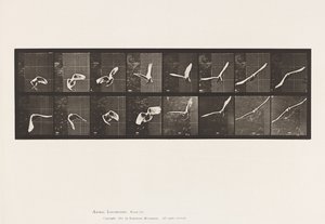 Talíř 761. Kakadu; Letící od Eadweard Muybridge
