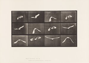 Talíř 762. Kakadu; Letící od Eadweard Muybridge