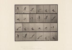 Deska 763. Jestřáb rudoocasý; Letící od Eadweard Muybridge