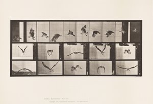 Talíř 764. Rybí jestřáb; Letící od Eadweard Muybridge