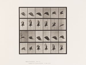 Talíř 765. Sup; Letící od Eadweard Muybridge
