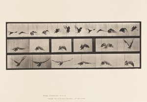 Talíř 768. Sup; Letící od Eadweard Muybridge