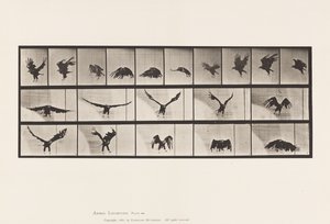 Deska 769. Americký orel; Letící od Eadweard Muybridge