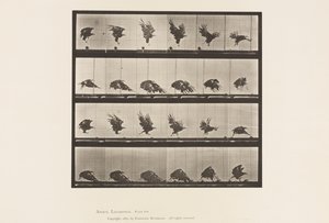 Talíř 770. Americký orel; Létání v blízkosti země od Eadweard Muybridge