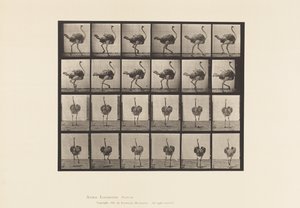 Talíř 772. Pštros; Chůze od Eadweard Muybridge