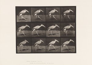 Deska 774. Adjutant; Chůze od Eadweard Muybridge