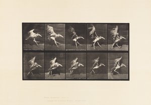 Deska 775. Adjutant; Létající běh od Eadweard Muybridge
