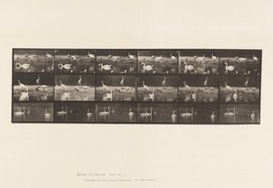 Talíř 776. Čápi; Labutě atd., A, B, C od Eadweard Muybridge