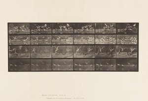 Talíř 777. Čápi; atd., A, B, C, D od Eadweard Muybridge