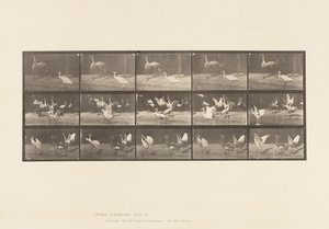 Talíř 778. Čápi; atd, A, B, C od Eadweard Muybridge
