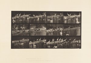 Talíř 779. Čápi; Labutě atd. od Eadweard Muybridge