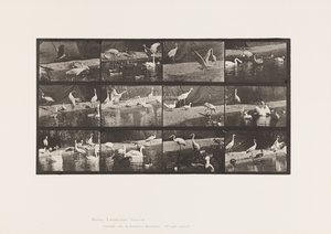 Talíř 780. Čápi; Labutě atd. od Eadweard Muybridge