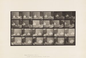 Talíř 781. Kuřata; Strach z torpéda od Eadweard Muybridge