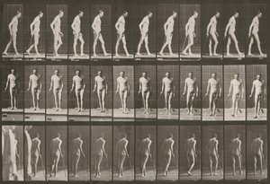 Tabule číslo 559. Částečná paraplegie, chůze s holí od Eadweard Muybridge