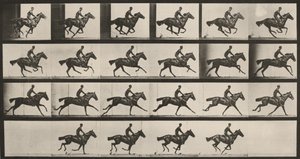 Tabulka číslo 625. „Bouquet“ v cvalu od Eadweard Muybridge