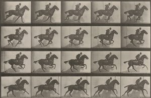 Tabulka číslo 628. „Daisy“ ve cvalu od Eadweard Muybridge