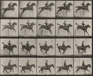 Tabule číslo 637. „Daisy“ skáče přes překážku, osedlaná, při překonávání, dopadu a zotavení od Eadweard Muybridge