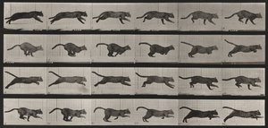 Tabule číslo 720. Kočka; ve cvalu od Eadweard Muybridge