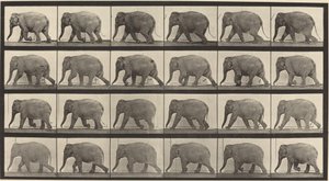 Číslo desky 733. Sloní chůze od Eadweard Muybridge