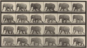  od Eadweard Muybridge