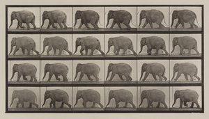 Číslo desky 733. Sloní chůze od Eadweard Muybridge